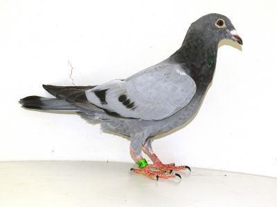 PL-012-23-5105 Wnuk / wnuczka  1- Lotnik Polski 