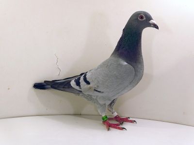 PL-012-23-5153 Krzyżówka Kosut K&K x Pawłowski K&K.P