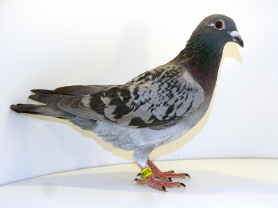 PL-012-24-3354   Bank.A.E x Skrbek M