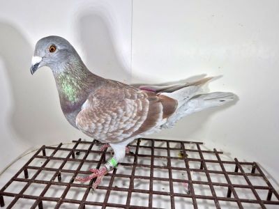 PL-012-25-11133 - Wnuk  MAJORA,  Sławmir Rogala UNIKAT!!!!!!