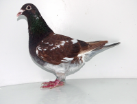 PL-012-25-2272  100% Kopytko A.S.P.