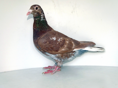 PL-012-25-2276  100% A.S.P. Kopytko