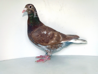 PL-012-25-2276  100% A.S.P. Kopytko