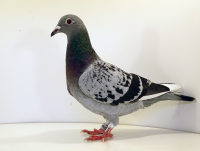 PL-012-25-2293  Handerek W. x Skrbek M.