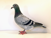 PL-012-25-2300  Pawłowski R x Pawłowski K.K.P