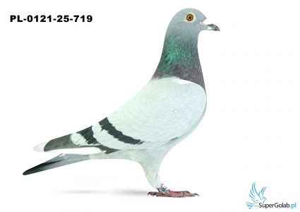 PL-0121-25-719 14. OKRĘG KATOWICE 