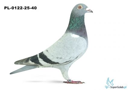 PL-0122-25-40 16. OKRĘG ŚLĄSK POŁUDNIE