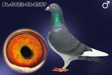 PL-0123-19-8587 Wnuk Trzech Olimpijczyków