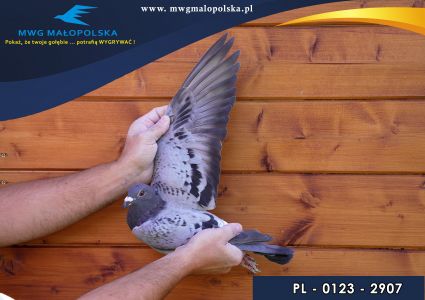 PL 0123 22 2901 – org. Galab911 – 492m – Finał 430km!!! Powrócił bez obrączki elektronicznej  (prawdopodobnie samiczka)