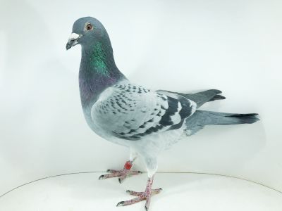 PL 0123 22 2907 – org. Goląb911 - / (prawdopodobnie samczyk) Gołąb zaginął na lotach treningowych powrócił w październiku.