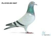 PL-0123-25-1847 26. OKRĘG ŚLĄSK WSCHÓD