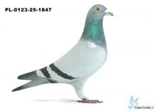 PL-0123-25-1847 26. OKRĘG ŚLĄSK WSCHÓD