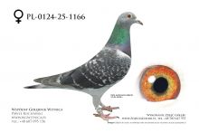 PL-0124-25-1166: Agata Steplowska, m in 12m