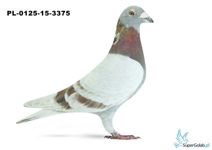 PL-0125-15-3375