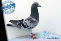 PL-0125-17-3306