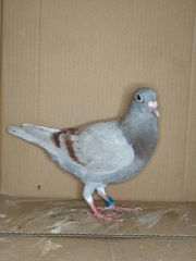 PL 0129-26-1336 Prange/Koopman Linia 