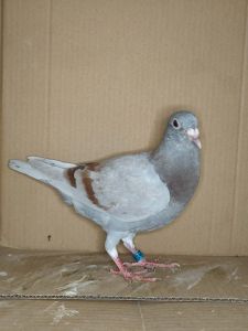 PL 0129-26-1336 Prange/Koopman Linia 
