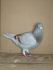 PL 0129-26-1336 Prange/Koopman Linia 