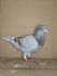 PL 0129-26-1336 Prange/Koopman Linia 