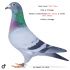 PL 0129-26-1336 Prange/Koopman Linia 