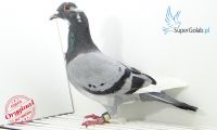PL-013-19-12506
