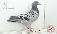 PL-013-19-12538