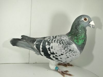 Pl-0134-13-9860-mistrz Polski org. Edward Pietruś