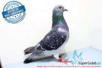 PL-0137-17-5244