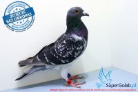 PL-0137-17-5252