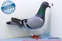 PL-0137-17-7743