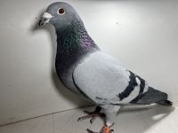 PL-0137-21-1083 oryg. Magdalena i Piotr Musik