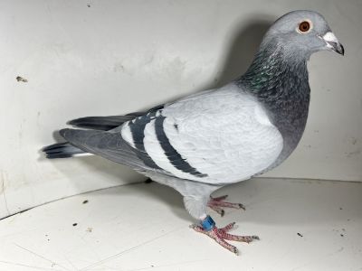 PL-0137-21-1083 oryg. Magdalena i Piotr Musik