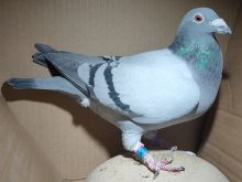 PL-0139-21-915 (M.A. Wiosna) - Mistrz Polski GMP 2025!!! - Wnuczka rudego 5838 - super samica!!!