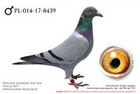 PL-014-17-8439