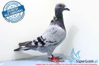PL-014-17-8542