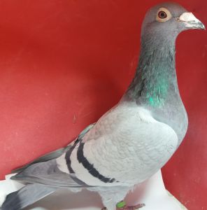 PL-0143-11-1637 org. Wiosna