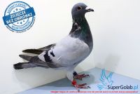 PL-0143-17-3520