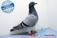 PL-0143-17-3527