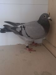 PL 0143-22-1265 Inbred 