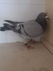 PL 0143-22-1265 Inbred 