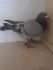PL 0143-22-1265 Inbred 