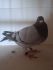 PL 0143-22-1265 Inbred 