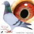 PL 0143-22-1265 Inbred 