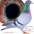 PL 0143-22-1265 Inbred 