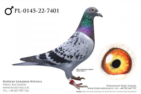 PL-0145-22-7401: Harazin Kamil, 17 Lotnik min 70m, 15m, 57m, 86m z FINAŁU Gołąb z hodowli: Harazin Kamil