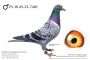 PL-0145-22-7401: Harazin Kamil, 17 Lotnik min 70m, 15m, 57m, 86m z FINAŁU Gołąb z hodowli: Harazin Kamil