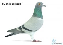 PL-0148-25-5239 14. OKRĘG KATOWICE