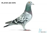 PL-0151-25-1570 16. OKRĘG ŚLĄSK POŁUDNIE