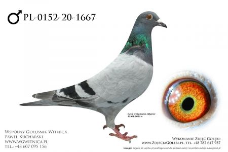 PL-0152-20-1667 - Jastrzebski Józef - edycja ZIMA - późny młody