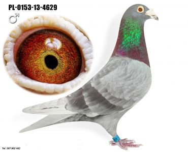 PL-0153-13-4629 - NAJLEPSZY LOTNIK OKR.KATOWICE COEFF.1,93